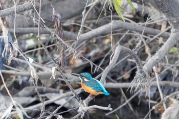 Common Kingfisher Unknown Spots Thu, 11/23/2023