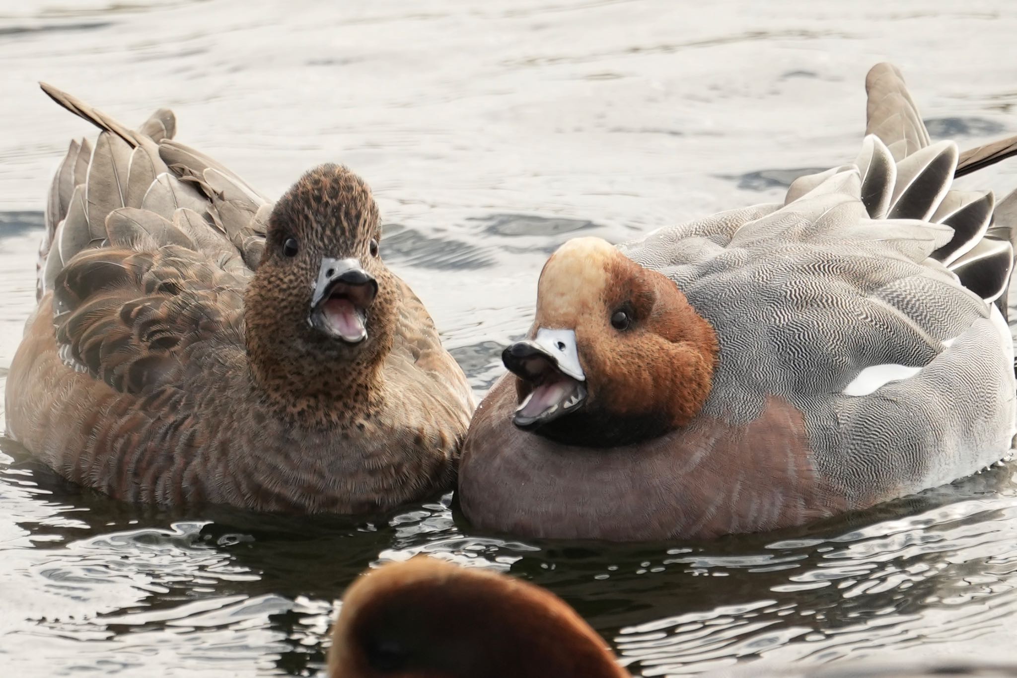 Eurasian Wigeon