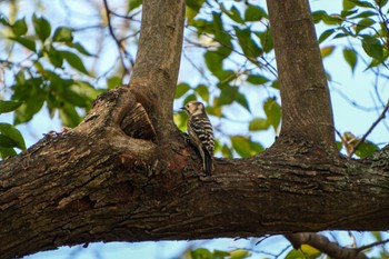 Japanese Pygmy Woodpecker Ueno Park Thu, 11/23/2023