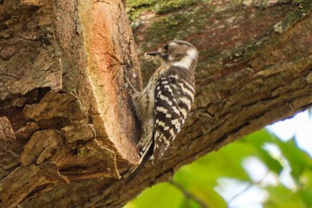 Japanese Pygmy Woodpecker Ueno Park Thu, 11/23/2023