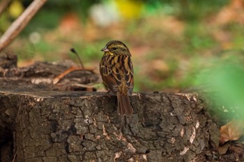 Masked Bunting Ueno Park Thu, 11/23/2023