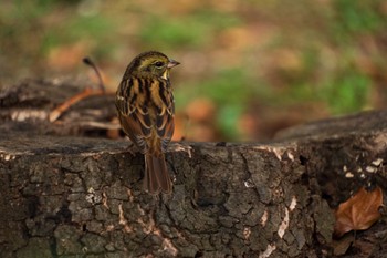 Masked Bunting Ueno Park Thu, 11/23/2023