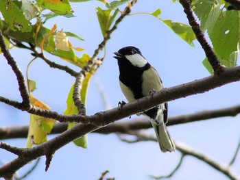 Japanese Tit 御伊勢塚公園 Wed, 10/10/2018