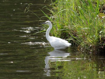 Little Egret 御伊勢塚公園 Wed, 10/10/2018