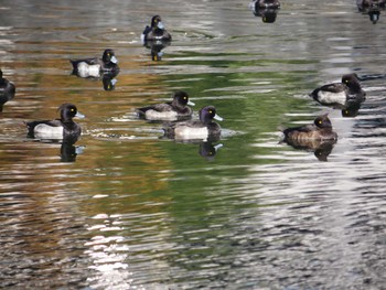 Tufted Duck 東京都 Thu, 11/23/2023