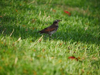 Dusky Thrush 東京都 Thu, 11/23/2023