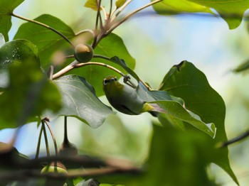 Indian White-eye カンザー国立公園 Tue, 11/21/2023