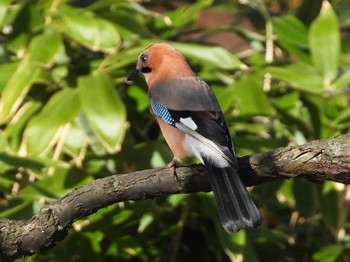 Thu, 11/23/2023 Birding report at 平岡公園(札幌市)