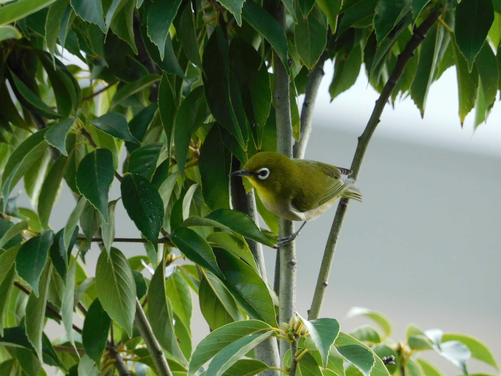 妙正寺川 メジロの写真 by morinokotori