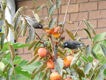 2023年11月23日(木) 妙正寺川の野鳥観察記録