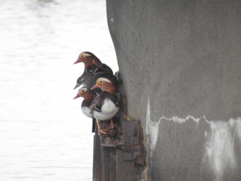 2023年11月23日(木) 相模原沈殿池の野鳥観察記録