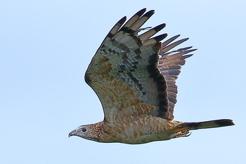 Crested Honey Buzzard Unknown Spots Wed, 9/19/2018