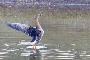 オオヒシクイ 境川遊水地公園 2023年11月23日(木)