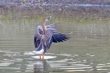 オオヒシクイ 境川遊水地公園 2023年11月23日(木)