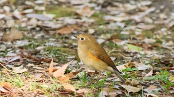 Red-flanked Bluetail Osaka castle park Thu, 11/23/2023