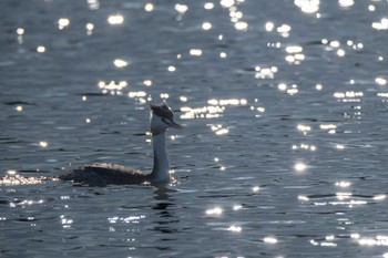 2023年11月22日(水) 北浦の野鳥観察記録