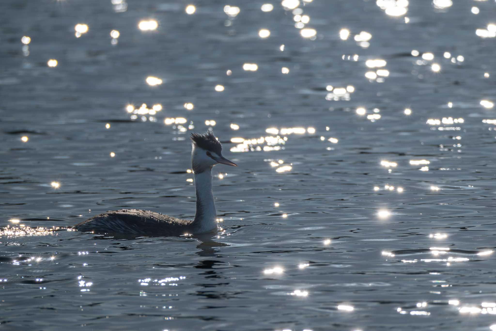 Great Crested Grebe