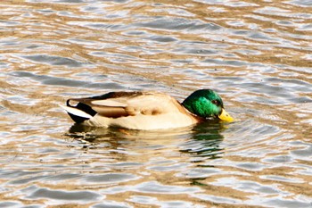 Mallard 西岡水源地 Thu, 11/23/2023