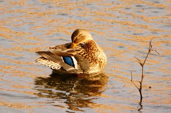 Mallard 西岡水源地 Thu, 11/23/2023