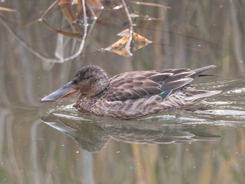 Thu, 11/23/2023 Birding report at Watarase Yusuichi (Wetland)