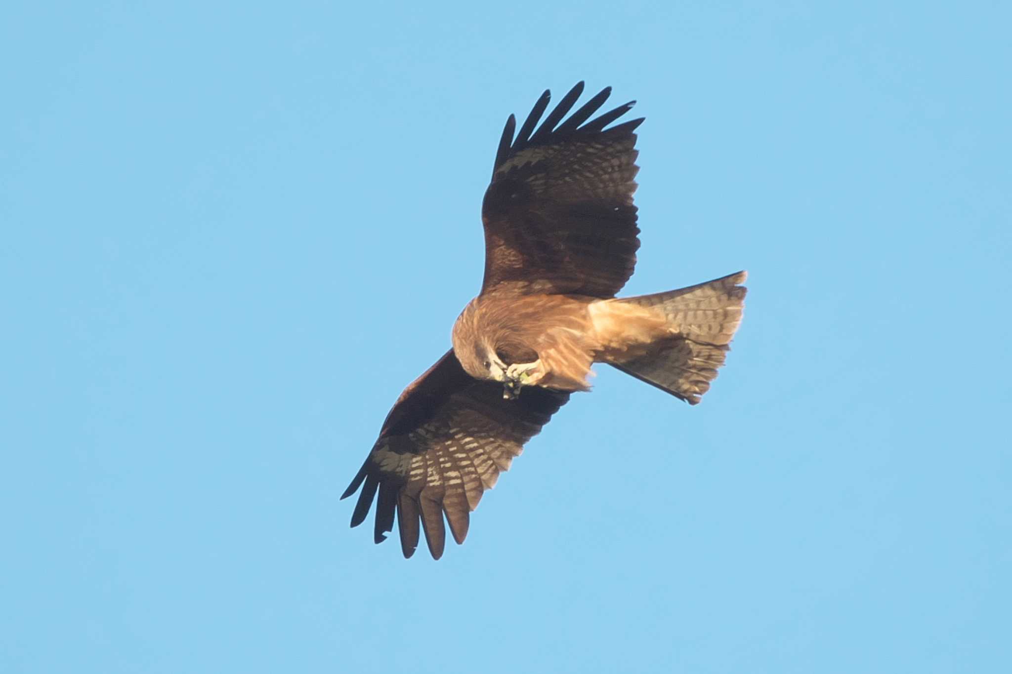 Black Kite