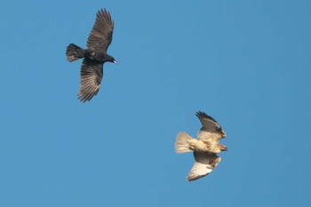 2023年11月22日(水) 湘南国際村の野鳥観察記録