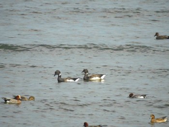 2023年11月23日(木) 三重県松阪市の野鳥観察記録