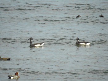 Brant Goose 三重県松阪市 Thu, 11/23/2023