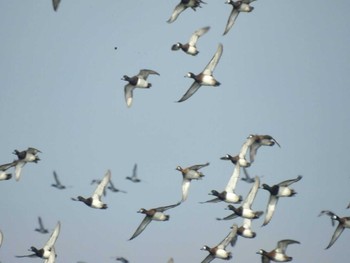 Greater Scaup 三重県松阪市 Thu, 11/23/2023