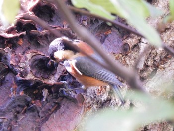 Varied Tit Higashitakane Forest park Wed, 11/22/2023