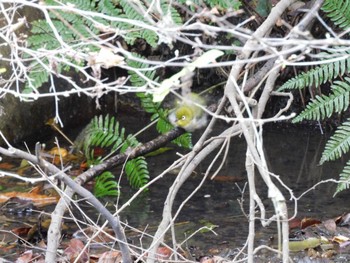 Warbling White-eye Higashitakane Forest park Wed, 11/22/2023