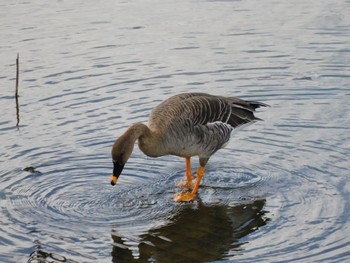 Taiga Bean Goose 境川遊水地公園 Thu, 11/23/2023