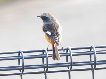 Daurian Redstart 境川遊水地公園 Thu, 11/23/2023