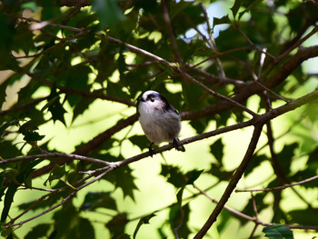 Long-tailed Tit 東京11 Tue, 10/2/2018