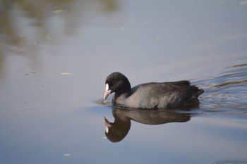 Eurasian Coot 美濃加茂市 Thu, 11/23/2023