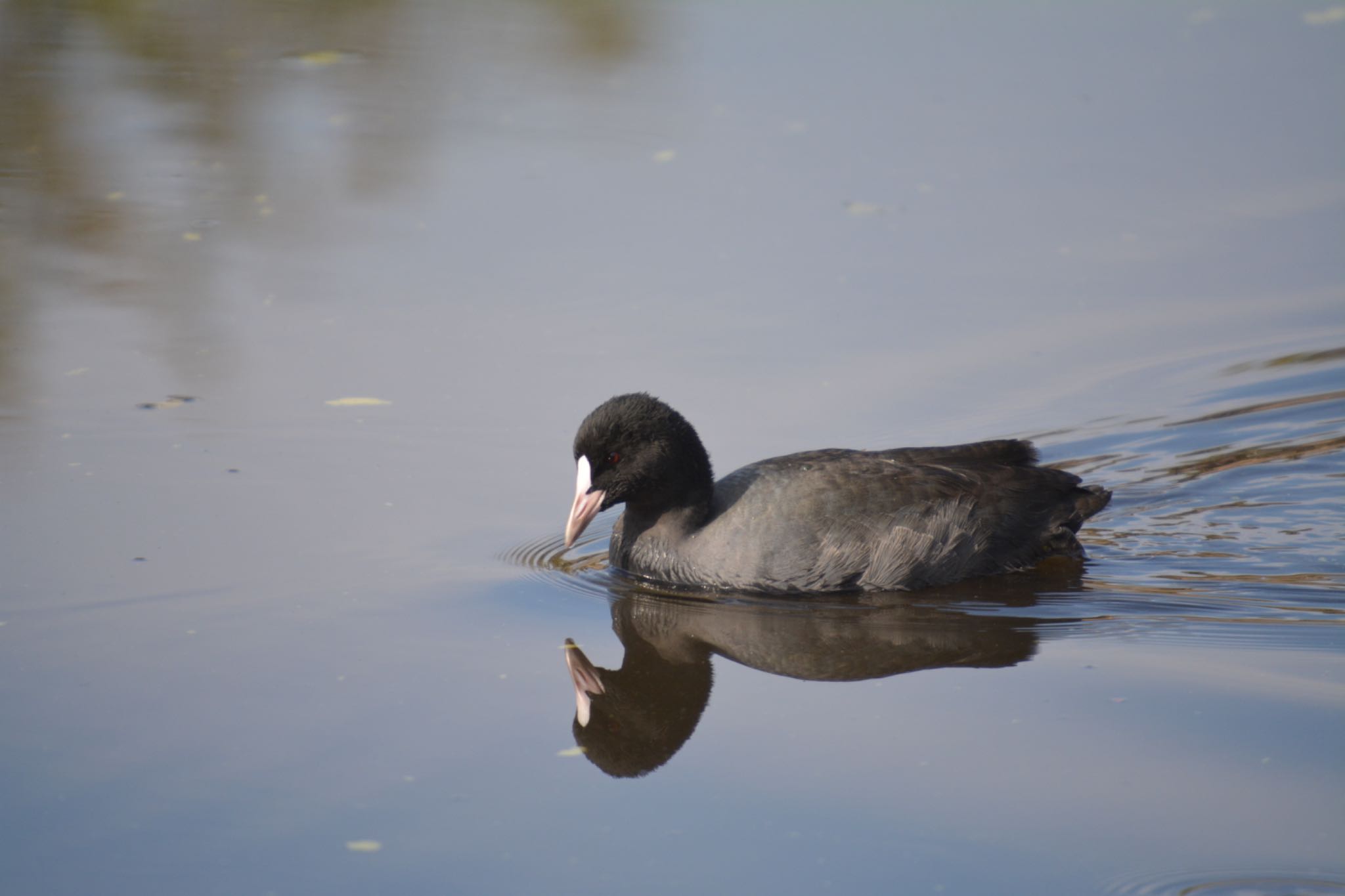 Photo of Eurasian Coot at 美濃加茂市 by noel2023