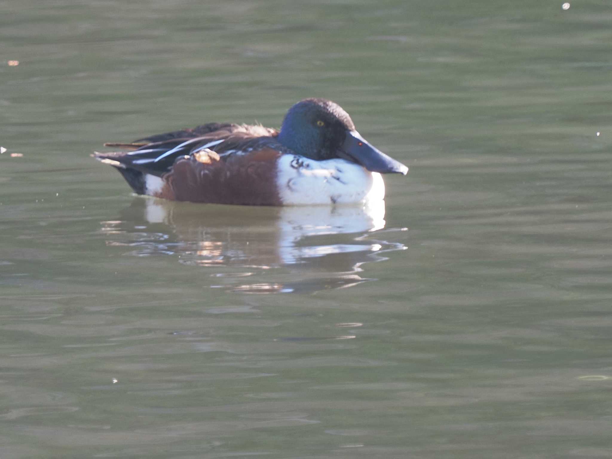 Northern Shoveler