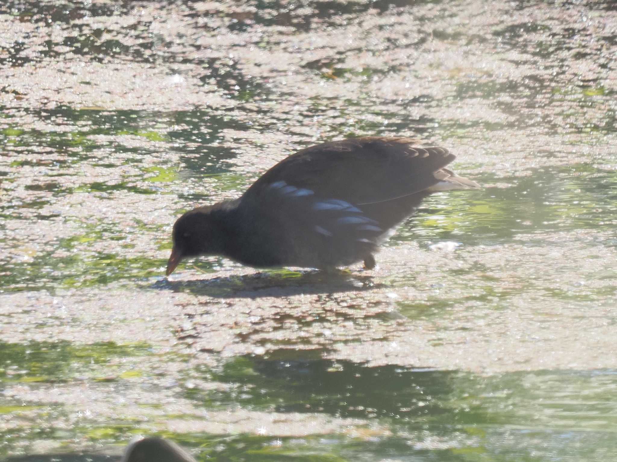 Photo of Common Moorhen at 名城公園 by MaNu猫