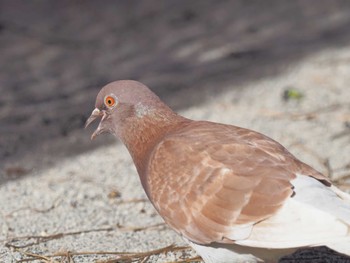 カワラバト 名城公園 2023年11月22日(水)