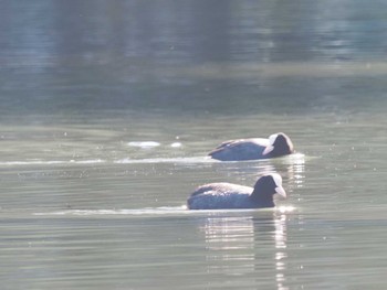 オオバン 名城公園 2023年11月22日(水)