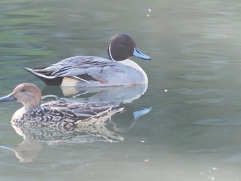 オナガガモ 名城公園 2023年11月22日(水)