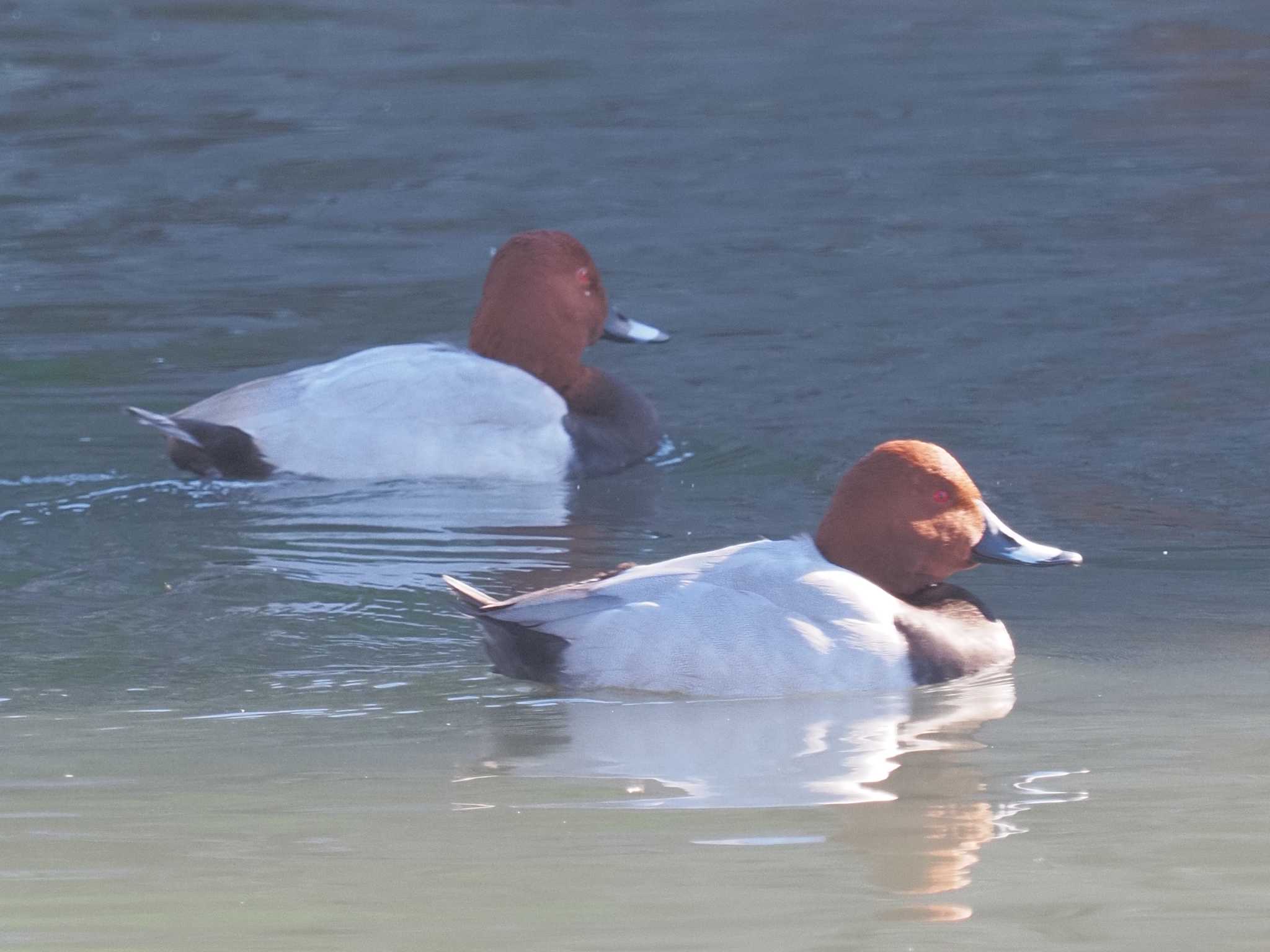 Common Pochard