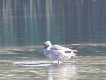 2023年11月22日(水) 名城公園の野鳥観察記録