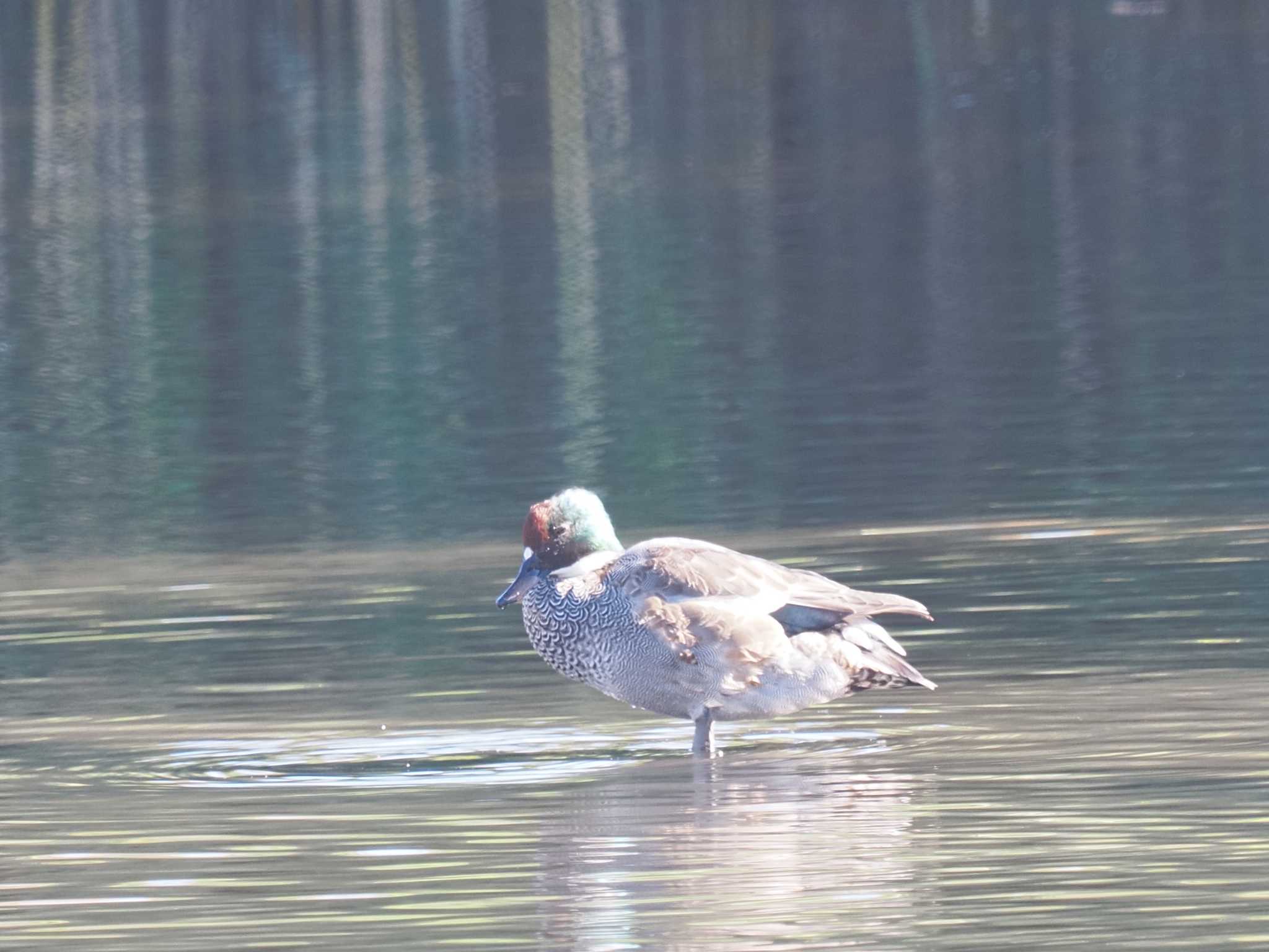 Falcated Duck