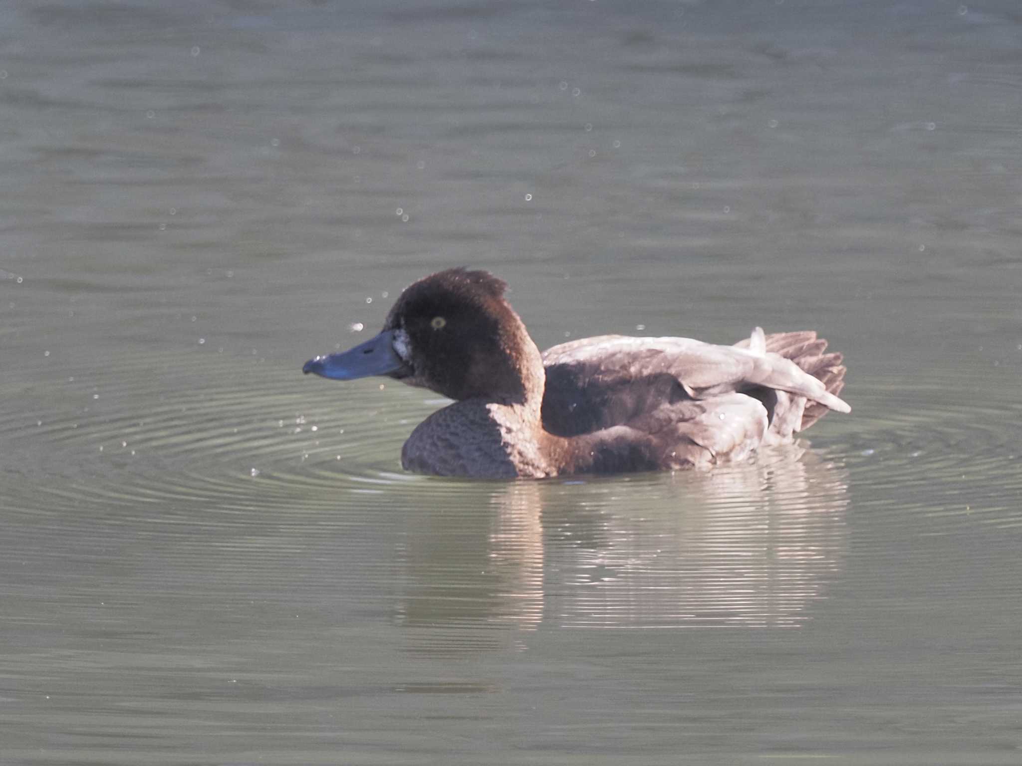 Tufted Duck