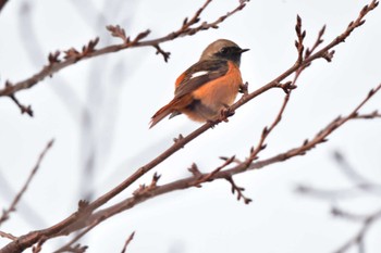 2023年11月21日(火) 長浜公園の野鳥観察記録