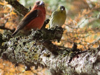 Red Crossbill 創造の森(山梨県) Thu, 11/23/2023