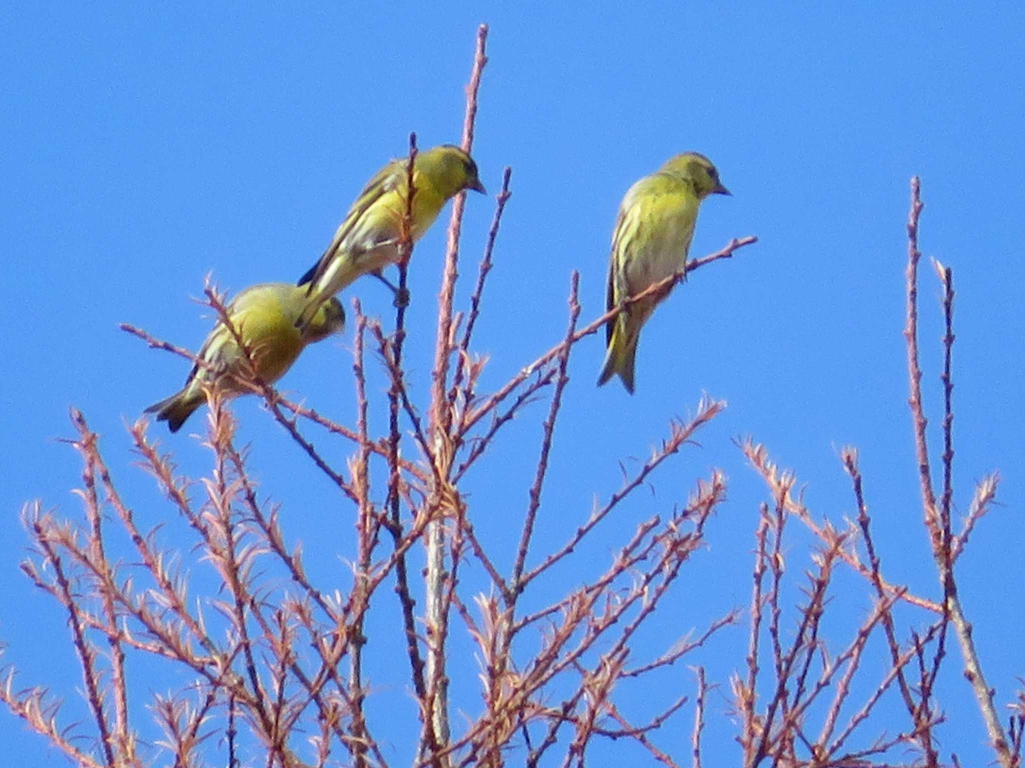 Photo of Eurasian Siskin at 創造の森(山梨県) by ヤマガーラ