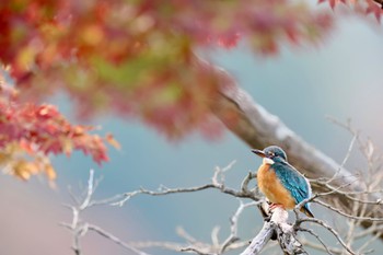 カワセミ こども自然公園 (大池公園/横浜市) 2023年11月23日(木)