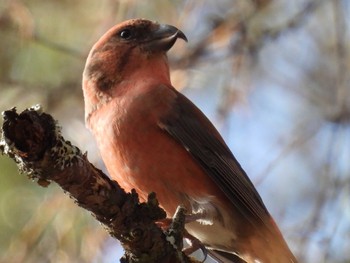 Red Crossbill 創造の森(山梨県) Thu, 11/23/2023